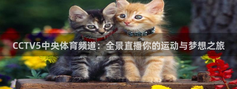 直播吧啊：CCTV5中央体育频道：全景直播你的运动与梦想之旅