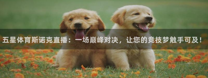 体育比赛直播吧：五星体育斯诺克直播：一场巅峰对决，让您的竞技梦触手可及！
