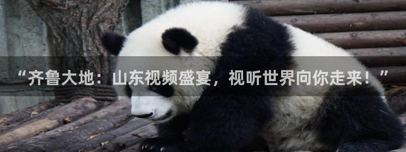 篮球直播在线直播观看免费直播吧：“齐鲁大地：山东视频盛宴，视听世界向你走来！”