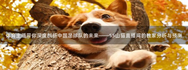 24时直播吧：体育主播带你深度剖析中国足球队的未来——55山猫直播间的独家分析与预测